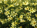 Moonbeam Tickseed (Coreopsis verticillata 'Moonbeam') - 1 gallon