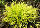 Japanese Forest Grass (Hakonechloa macra 'All Gold') - 1 gallon