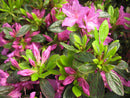 Herbert Azalea (Azalea x 'Herbert') - 1 gallon