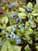 Jack Frost Siberian Bugloss (Brunnera macrophylla 'Jack Frost') - 1 gallon