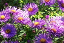 Purple Dome Aster (Aster novi-belgii 'Purple Dome') - 1 gallon