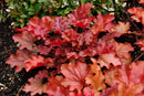 Peach Flambe Coral Bells (Heuchera 'Peach Peach Flambe') - 1 gallon
