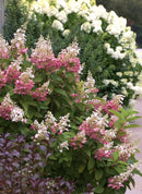 Pinky Winky® Panicle Hydrangea (Hydrangea paniculata 'DVPpinky') - 3 gallon