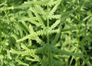Lady Fern Dre's Dagger (Athyrium filix-femina 'Dre's Dagger') - 1 gallon