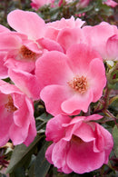 Pink Knock Out® Rose (Rosa K.O 'Radcon') - QT