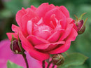 Double Red Knock Out® Rose (Rosa x Double Red Knock Out®) - 1 gallon