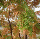 Dawn Redwood (Metasequoia glyptostroboides) - 3 gallon 48"