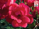 Red Knock Out® Rose (Rosa K.O 'Radrazz') - 2 gallon