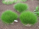Prairie Dropseed (Sporobolus heterolepis 'Spor. Heterolepis') - 2 gallon