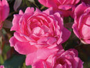 Double Pink Knock Out® Rose (Rosa K.O 'Radtkopink') - 2 gallon