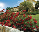 Red Drift® Rose (Rosa 'Drift Meigalpio') - 2 gallon