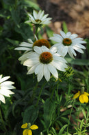 PowWow White Coneflower (Echinacea purpurea 'PowWow White') - 3QT