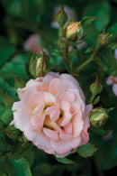 Peach Drift® Rose (Rosa 'Drift Meiggili') - 1 gallon