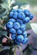 Duke Highbush Blueberry (Vaccinium corymbosum 'Duke') - 3 gallon