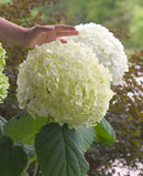 Incrediball® Smooth Hydrangea (Hydrangea arborescens 'Abetwo') - QT