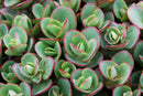 Lime Zinger Stoncrop (Sedum sedum 'Lime Zinger') - 1 gallon