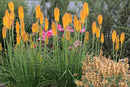 Mango Popsicle Dwarf Poker (Kniphofia  'Mango Popsicle') - 1 gallon