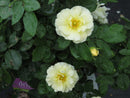 Popcorn Drift® Rose (Rosa 'Drift Popcorn') - 2 gallon