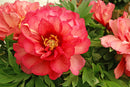 Julia Rose Itoh Peony (Paeonia x 'Julia Rose') - 2 gallon