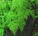 Himalayan Maidenhair Fern (Adiantum 'Himalayan Maidenhair') - 1 gallon