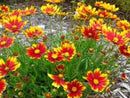 Li'l Bang™ Daybreak Coreopsis (Coreopsis x 'Lil Bang Daybreak') - 1 gallon