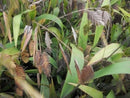 Northern Sea Oats (Chasmanthium latifolium 'Chas. Latifolium') - 1 gallon
