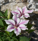 Ithemba™ Clematis (Clematis ithemba) - 3QT