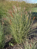 Morning Light Maiden Grass (Miscanthus sinensis 'Morning Light') - QT