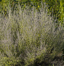 Little Spires Russian Sage (Perovskia atriplicifolia 'Little Spires') - QT