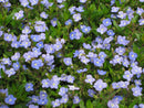 Georgia Blue Creeping Speedwell (Veronica umbrosa 'Georgia Blue') - QT
