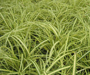 Evergold Sedge (Carex oshimenski 'Evergold') - QT