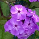 Flame® Pro Lilac Garden Phlox (Phlox paniculata 'Flame Lilac') - QT