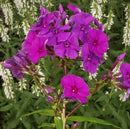 Flame™ Purple Tall Garden Phlox (Phlox paniculata 'Flame Purple') - QT