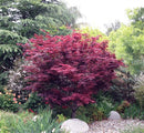 Red Leaf Japanese Maple (Acer palmatum 'Atropurpurea') - 3 gallon 24-30"