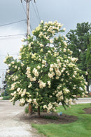 Ivory Silk Japanese Tree Lilac (Syringa reticulata 'Ivory Silk') - 3 gallon 48"