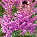 Little Vision In Purple Astilbe (Astilbe chinensis 'Little Vision in Purple') - 1 gallon
