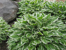 Francee Plantain Lily (Hosta francee 'Francee') - QT