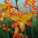 Orange Pekoe Montbretia (Crocosmia x 'Orange Pekoe') - 1 gallon