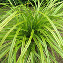 Evercolor® Everlime Japanese Sedge (Carex 'Carex Everlime') - 1 gallon