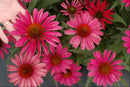 KISMET™ Raspberry Coneflower (Echinacea purpurea 'Kims Knee High') - 3QT