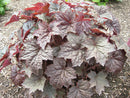 Palace Purple Coral Bells (Heuchera palace 'Palace Purple') - QT