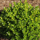 Little Missy Boxwood (Buxus microphylla 'Little Missy') - 3 gallon 10-12"