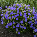 Rapido Blue Bellflower (Campanula carpatica 'Rapido Blue') - 1 gallon