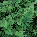 Eastern Wood Fern (Dryopteris 'Easternwood') - 1 gallon