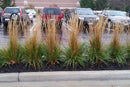 Karl Foerster Feather Reed Grass (Calamagrostis x acutiflora 'Karl Foerster') - 2 gallon