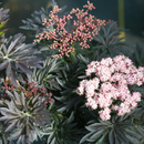 Laced Up® Elderberry (Sambucus N 'Laced Up') - 3 gallon 15"