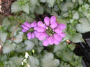 Purple Dragon Spotted Deadnettle (Lamium M 'Purple Dragon') - 1 gallon