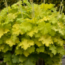 Lemon Love Coralbells (Heuchera 'Lemon Love') - 1 gallon