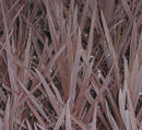 Red Sensation Cordyline (Cordyline australis 'Red Sensation') - 1 gallon