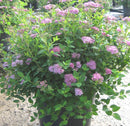 Little Princess Spiraea (Spiraea japonica 'Little Princess') - 3 gallon 12"